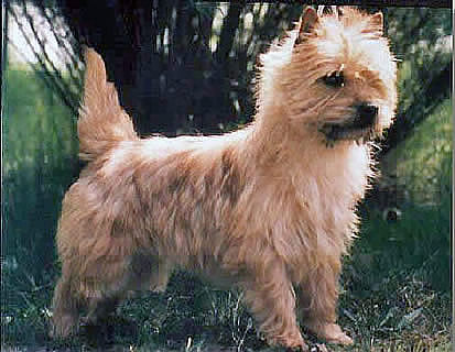 Cairn Terrier Gold Brush