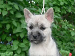 Cairn Terrier Welpen